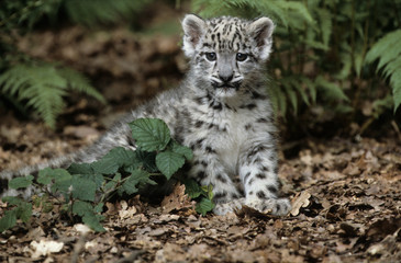 The snow leopard (Panthera uncia)