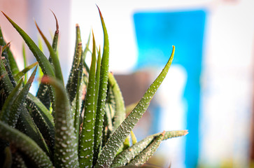 Haworthia plante décorative_2