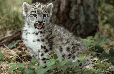 Fototapeta na wymiar The snow leopard (Panthera uncia)