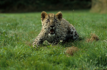 The Amur leopard (Panthera pardus orientalis)