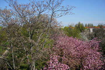 Der Berliner Mauerweg an der Bornholmer Straße während der Kirschblüte