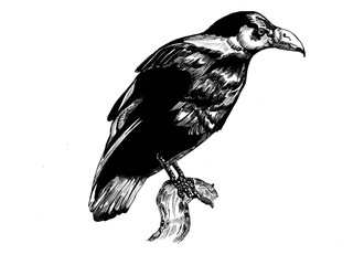 Raven drawing illustration