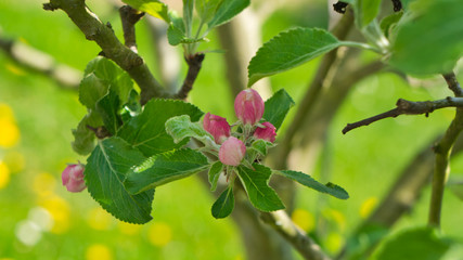 Apfelblüte (3)
