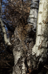 The Amur leopard (Panthera pardus orientalis)