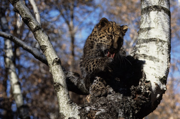 The Amur leopard (Panthera pardus orientalis)