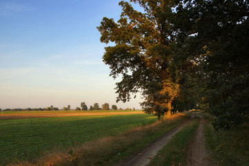 Oaks in the last rays of the setting sun