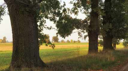 Fototapeta premium Oaks, field and autumn