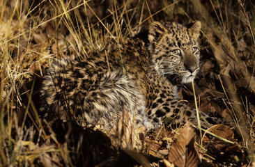 The Amur leopard (Panthera pardus orientalis)