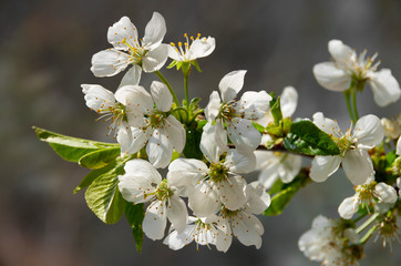 Spring flowering, cherry flower, inflorescence, on a black background.