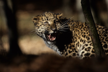 The Amur leopard (Panthera pardus orientalis)