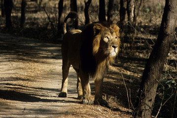 Asiatic Lion