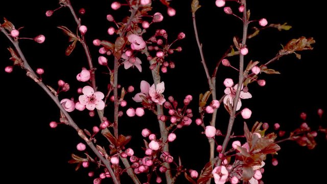 Pink Flowers Blossoms on the Branches Cherry Tree. Dark Background. Timelapse. 4K.
