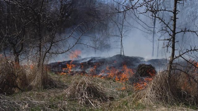 Burning dry grass and shrubs in the meadow - (4K)