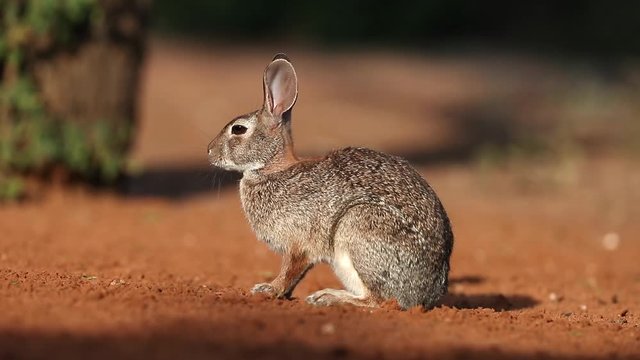 Eastern Cottontail Rabbit at Sunset