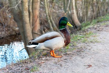 a beautiful colorful wild mallard duck drake crawled out of the water and stands near a dirt road