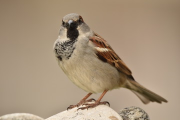 Moineau à l'abreuvoir, profitant de l'eau