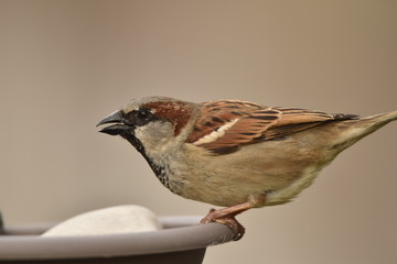 Moineau à l'abreuvoir, profitant de l'eau