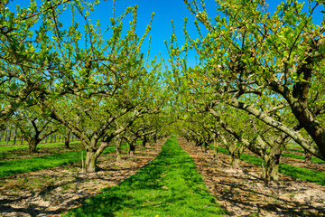 Fototapeta na wymiar Rows with plum trees with white blossom in springtime in farm orchards, Betuwe, Netherlands