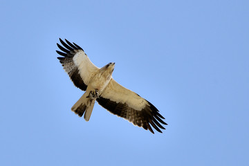 aguila calzada volando sobre el cielo azul con una presa en las garras   (hieraaetus pennatus)  Marbella Andalucía España 