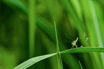 Dragonfly