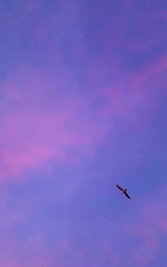 airplane in the sky