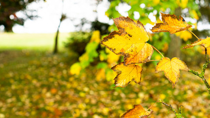 yellow maple leaves