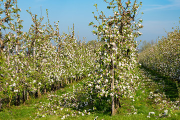 Fototapeta na wymiar Rows with blossoming apple fruit trees in springtime in farm orchards, Betuwe, Netherlands