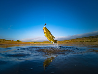 Big Bass Large mouth - Fishing on lake