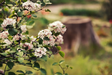 Flowering bush of viburnum in the garden and the froth of a felled tree.