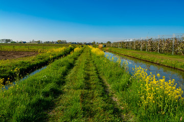 Fototapeta na wymiar Spring nature landscape in Betuwe, Gelderland, Netherlands