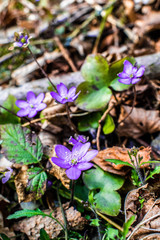 Spring forest purple flowers in the czech natural wood