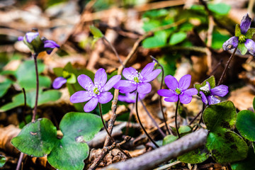 Spring forest purple flowers in the czech natural wood
