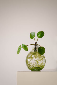 Pilea in glass pot