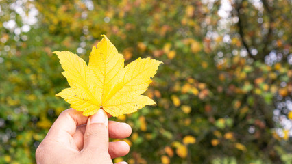 autumn leaves in hand