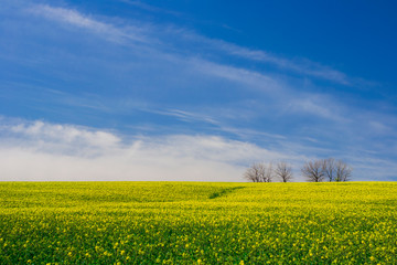 Obraz premium Ukrainian steppe