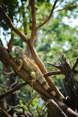 Green iguana or American iguana a large lizard on tree branch.