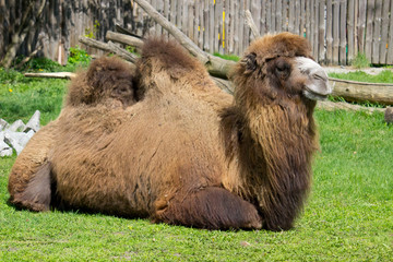 Camel. Alone wild camel in the summertime.