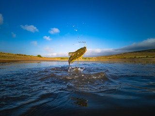 Big Bass Large mouth - Fishing on lake