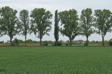 Baum-Reihe