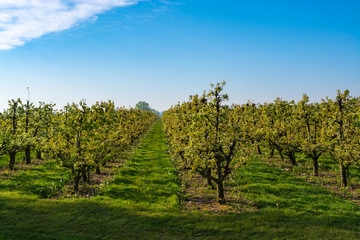 Rows with plum or pear trees with white blossom in springtime in farm orchards, Betuwe, Netherlands