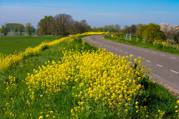 Spring nature landscape with yellow blossom of rapeseed plants in Betuwe, Gelderland, Netherlands