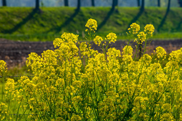 Yellow blossom of rapeseed plant in spring, source of vegetable oil and protein meal