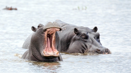 Hipopotamos bañandose en el rio en un safari por Africa