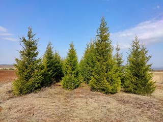 a beautiful line of young green pines next to the field against the blue sky on a Sunny warm day