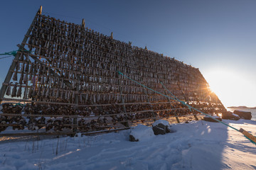 Stockfish drying at Lofoten in northern Norway
