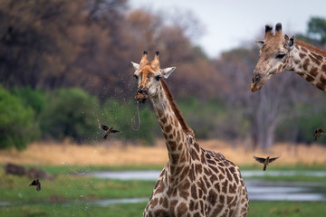 Jirafas comiendo en la selva africana