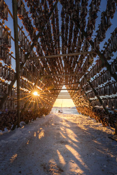 Stockfish drying at Lofoten in northern Norway
