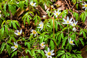 Obraz premium Beautiful white blossoms in spring forest in Czech Republic