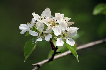 Blossom of a pear tree
