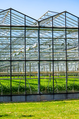 Greenhouse from glass with growing vegetables inside in sunny day